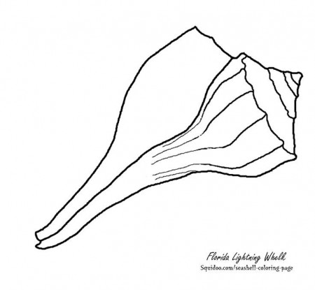 Lightening whelk drawing | Sea Shells By The Sea Shore <3