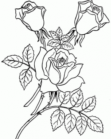 Rose Flowers Coloring Sheets Free For Kids 20530#