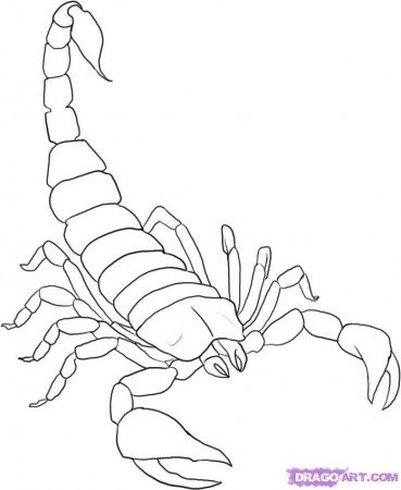 How to Draw a Scorpion, Step by Step, Bugs, Animals, FREE Online 