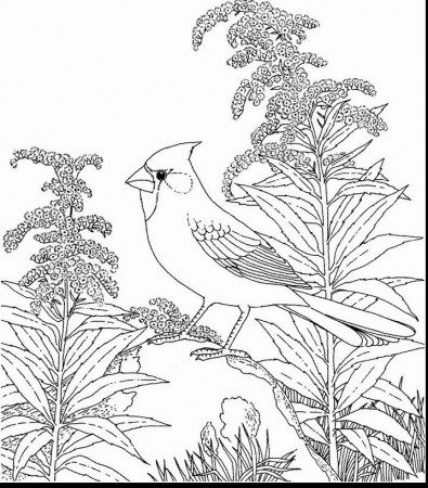 ohio state bird coloring pages page