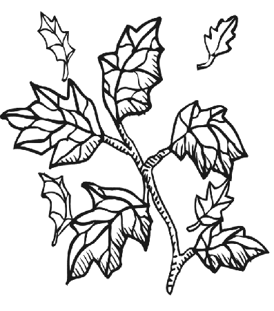 Tree Fall Without Leaves Coloring Page - Tree Coloring Pages 