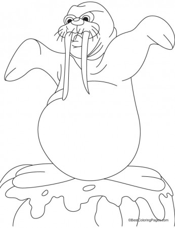 Canadian walrus coloring pages | Download Free Canadian walrus 