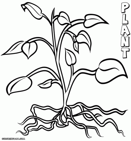 Free Plant Coloring Page, Download Free Plant Coloring Page png images,  Free ClipArts on Clipart Library