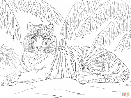 Sumatran Tiger Laying Down coloring page | Free Printable Coloring ...