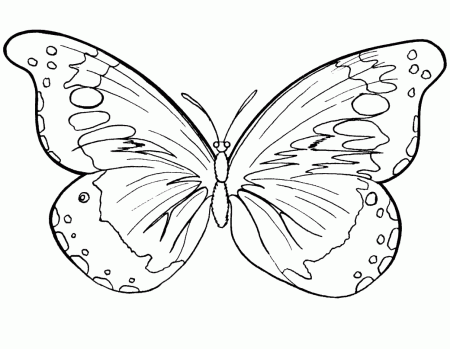 Butterflies and insects coloring pages 27 / Butterflies and ...