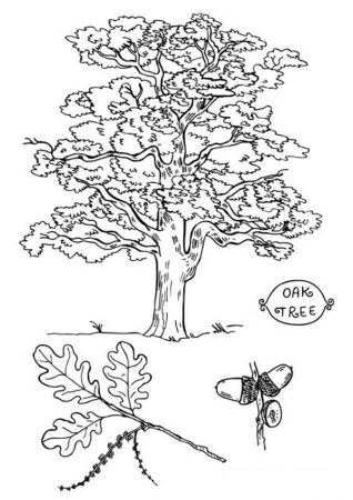 Pin on Oak Tree Coloring Page
