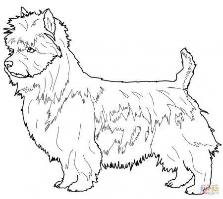 Australian Terrier coloring page | Free Printable Coloring Pages