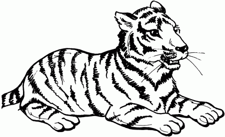 Baby Tiger - Coloring Pages for Kids and for Adults