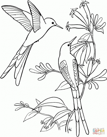 Stage Animal Bird Coloring Page Hummingbird Animal Coloring Pages ...
