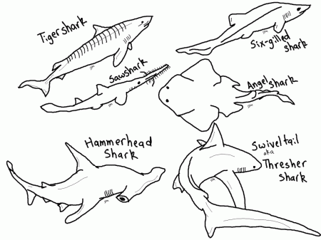 Of Sharks - Coloring Pages for Kids and for Adults