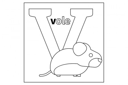 Vole, letter V coloring page By SmartStartStocker | TheHungryJPEG
