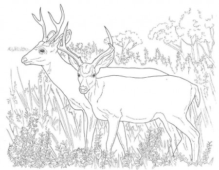 Mule Deer Coloring Pages — New Coloring Pages Collections : New ...