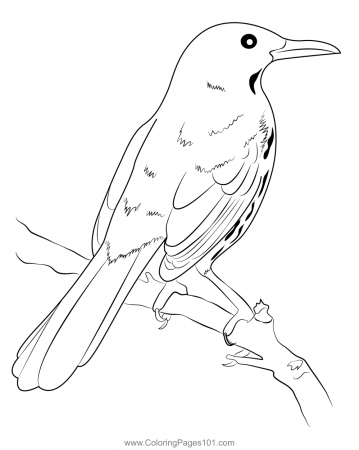 Brown Thrasher On Branch Coloring Page for Kids - Free Mockingbirds  Printable Coloring Pages Online for Kids - ColoringPages101.com | Coloring  Pages for Kids