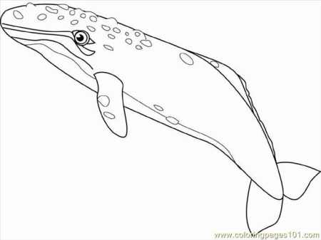 Gray Whale Coloring Page for Kids - Free Whale Printable Coloring Pages  Online for Kids - ColoringPages101.com | Coloring Pages for Kids