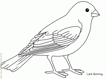 Robin Bird Coloring Pages - Free Printable Coloring Pages | Free 