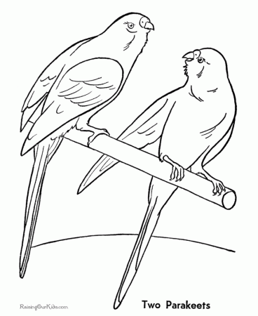 Wonderful Animals Parrot Coloring Pages Coloringpages 768 X 1024 