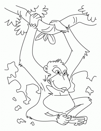 chimpanzee coloring pages 2014