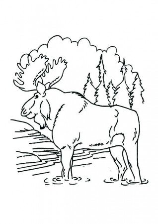 Coloring page moose - img 12537.