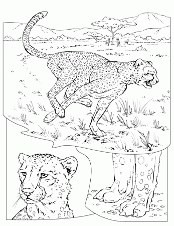 Cheetah Running Coloring Page Images & Pictures - Becuo