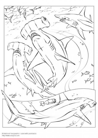 Coloring page hammerhead shark - img 5740.