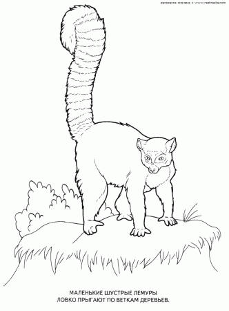 Wild Animals Coloring Pages To Print And Color