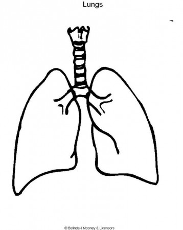 Lungs Coloring Page | Printable Picture Of Lungs - Bresaniel ... - Coloring  Home | Human body, Human body systems, Human body diagram