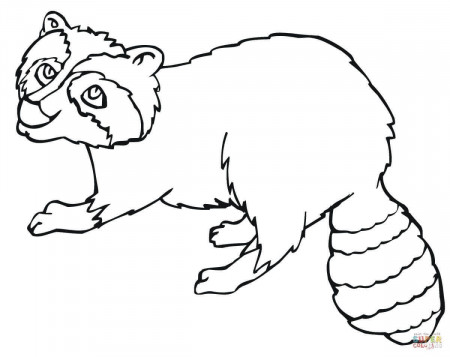 19 Free Pictures for: Raccoon Coloring Page. Temoon.us