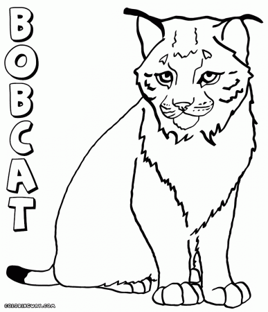 Lynx coloring pages | Coloring pages to download and print