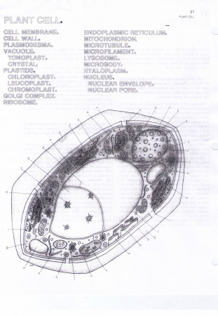 Animal Plant Cell Coloring Worksheet - Coloring