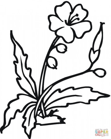 Hibiscus Flower coloring page | Free Printable Coloring Pages