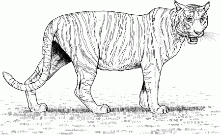 Printable Tiger Coloring Pages Kids - Colorine.net | #10822