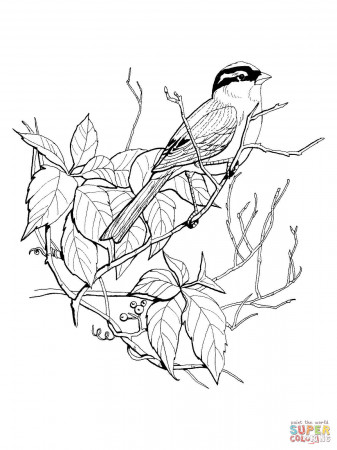 White Crowned Sparrow coloring page | Free Printable Coloring Pages
