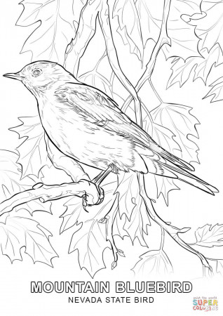 Nevada State Bird coloring page | Free Printable Coloring Pages