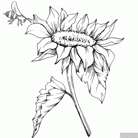 25 Free Printable Flower Coloring Pages - Parade: Entertainment, Recipes,  Health, Life, Holidays