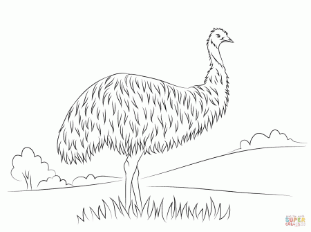 Cute Emu coloring page | Free Printable Coloring Pages