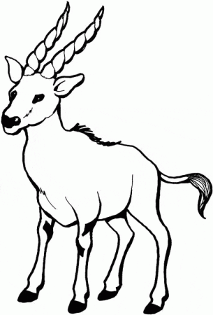 Gazelle coloring page - Animals Town - Free Gazelle color sheet