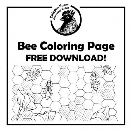 FREE Honey Bee Coloring Page | Calypso Farm
