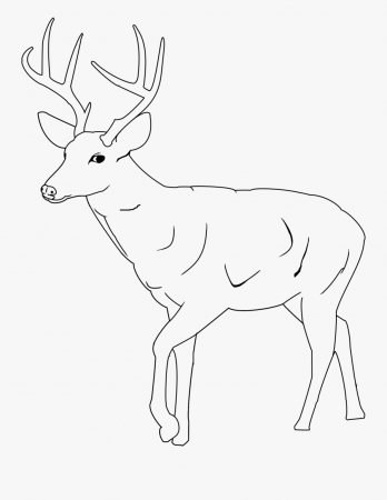 Whitetail Deer Coloring Pages 11 - Easy Mule Deer Drawings , Free ...