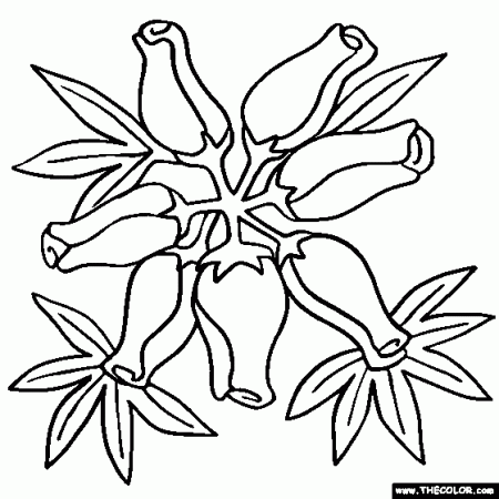 Heather Flower Coloring Page - Calluna Vulgaris | Flower coloring pages,  Flower drawing, Coloring pages