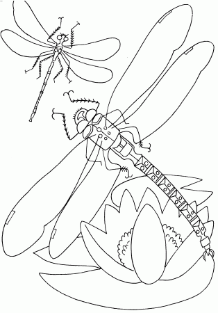 Butterflies and insects coloring pages 19 / Butterflies and ...