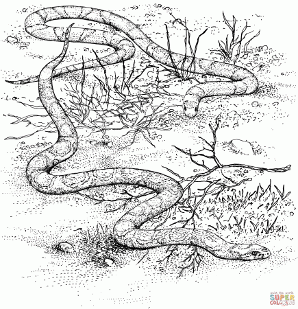 Scarlet King Snake and Milk Snake coloring page | Free Printable ...