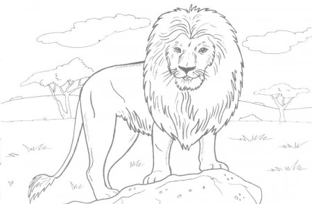 Free Printable Lion Coloring Pages - Elimu Centre