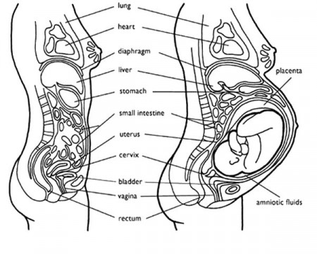 Woman Pregnancy Anatomi Coloring Pages : Bulk Color