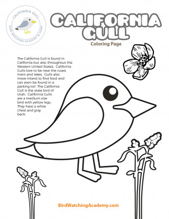 California Gull Coloring Page - Bird Watching Academy