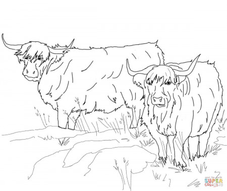 Scottish Highland Cattle coloring page | Free Printable Coloring Pages