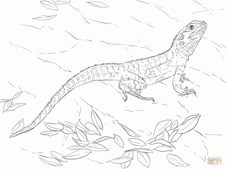 Australian Water Dragon coloring page | Free Printable Coloring Pages