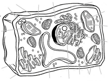 Coloring Page Plant Cell | Free Coloring Pages on Masivy World