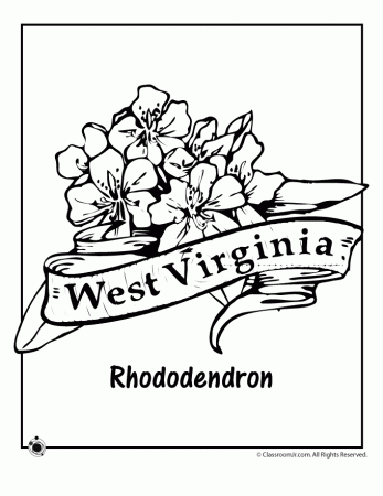 West Virginia State Flower Coloring Page | Woo! Jr. Kids Activities