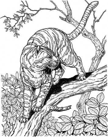 A Tiger Liked Wild Cat In The Wild Coloring Page - Download & Print Online Coloring  Pages for Free | Color Nimbus