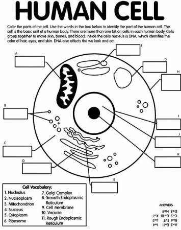 Human Cell Coloring Page | crayola.com